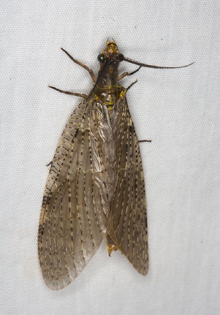 Chauliodes pectinicornis Corydalidae