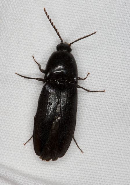   Elateridae