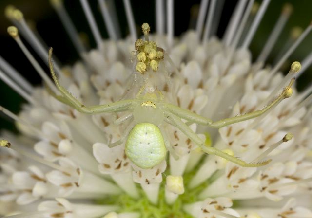 Misumenops sp. Thomisidae