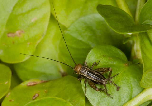   Gryllidae