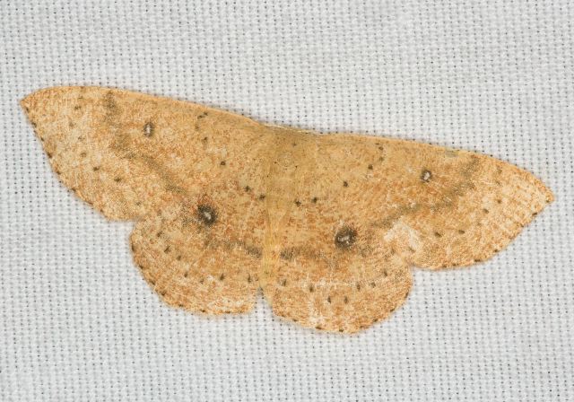 Cyclophora packardi Geometridae