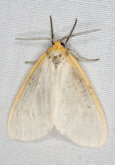 Cycnia tenera Arctiidae