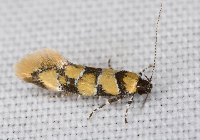 Decantha boreasella Oecophoridae