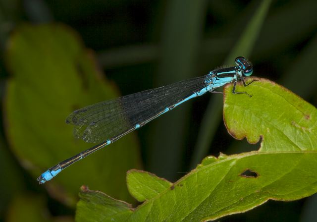 Enallagma exsulans Coenagrionidae