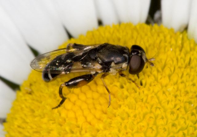 Syritta pipiens Syrphidae