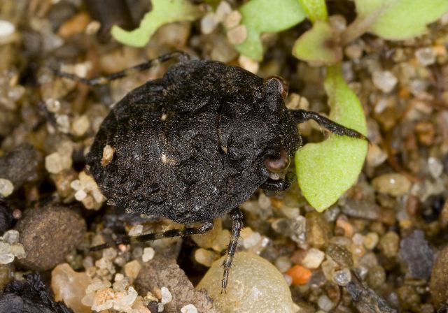 Gelastocoris oculatus Gelastocoridae