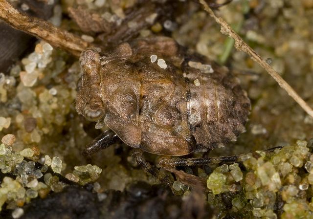 Gelastocoris oculatus Gelastocoridae