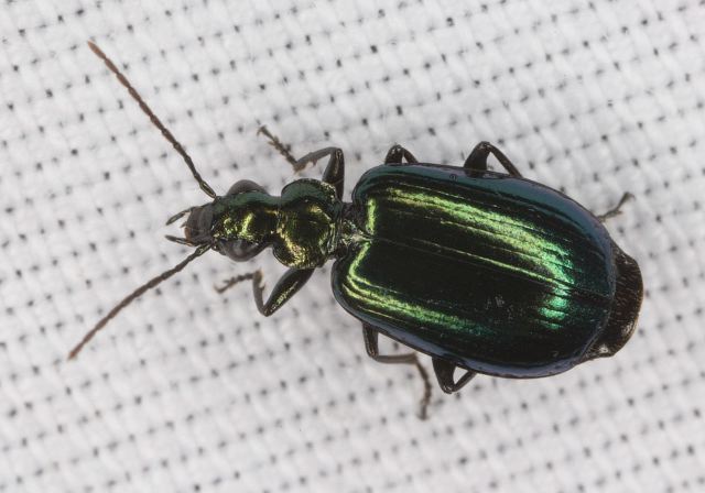 Lebia viridis Carabidae