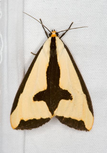 Haploa clymene Arctiidae