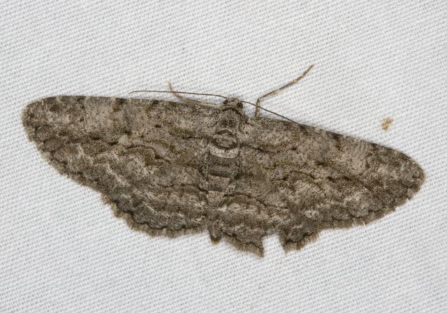 Iridopsis emasculatum? Geometridae