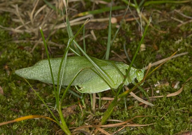 Scudderia pistillata? Tettigoniidae