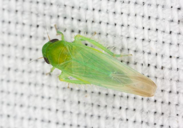 Balclutha impicta Cicadellidae