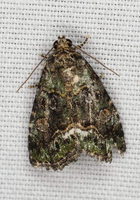 Lithacodia musta Noctuidae