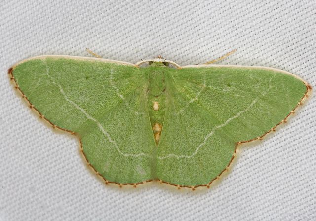 Nemoria lixaria Geometridae