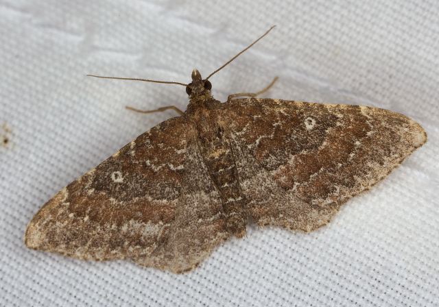 Orthonama obstipata Geometridae