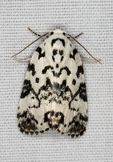 Polygrammate hebraeicum Noctuidae