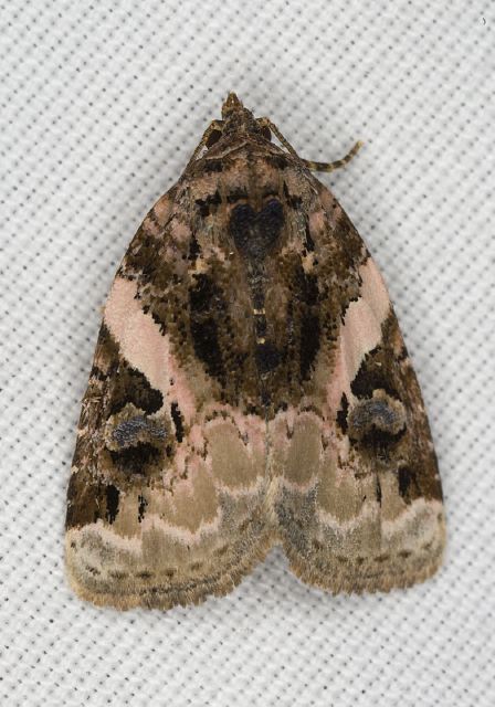 Pseudeustrotia carneola Noctuidae