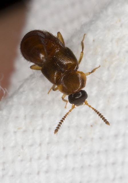   Staphylinidae