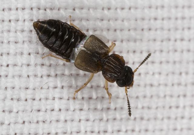 Anotylus sp. Staphylinidae