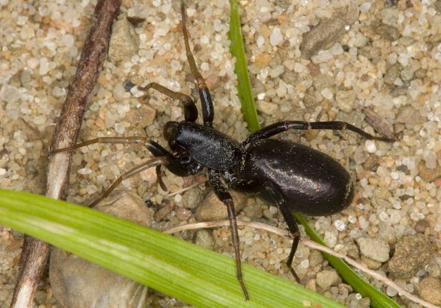 Castianeira longipalpa Corinnidae