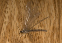 antlion_2672