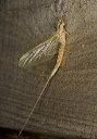 mayfly_2562