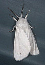 moth_2609