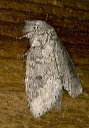 moth_2662