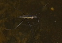 water_strider_2622