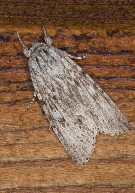 Acronicta longa Noctuidae