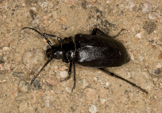 Prionus laticollis Cerambycidae