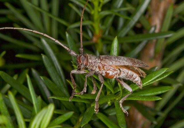 Monochamus sp. Cerambycidae