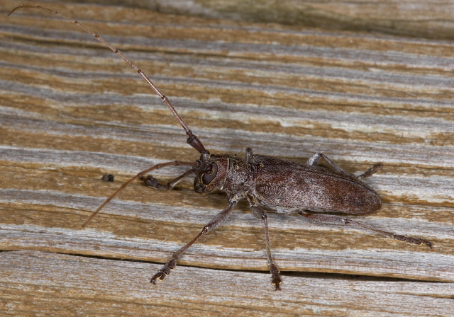 Monochamus sp. Cerambycidae