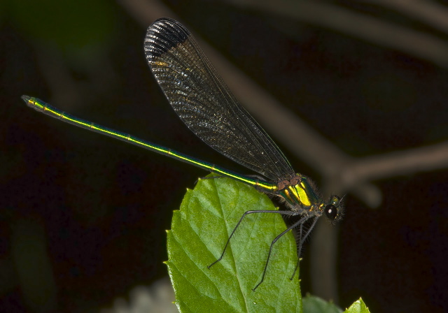 Calopteryx dimidiata Calopterygidae