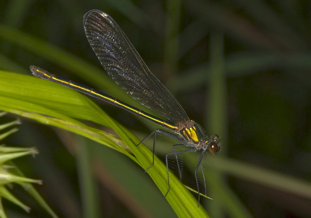 Calopteryx dimidiata Calopterygidae