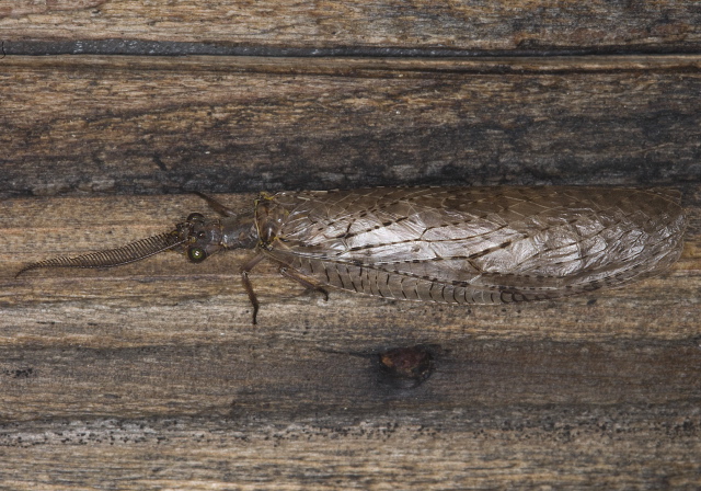 Chauliodes pectinicornis Corydalidae