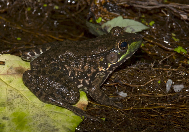 Rana clamitans Ranidae