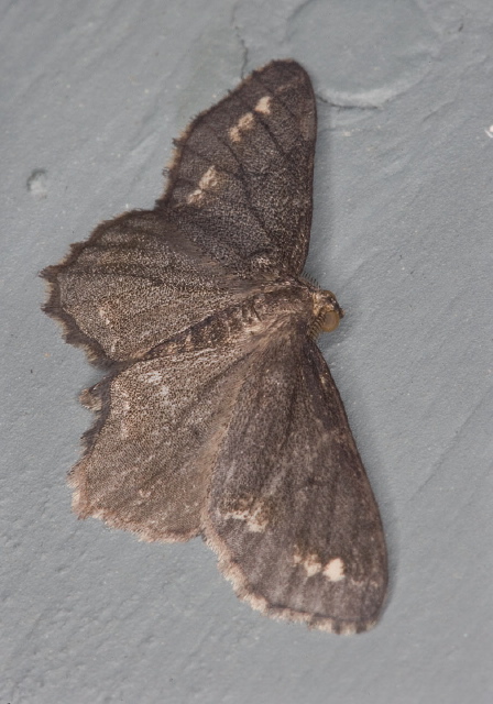 Hypagyrtis sp. Geometridae