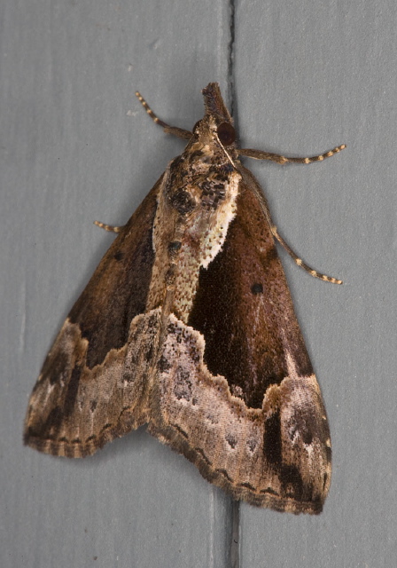 Hypena baltimoralis Erebidae