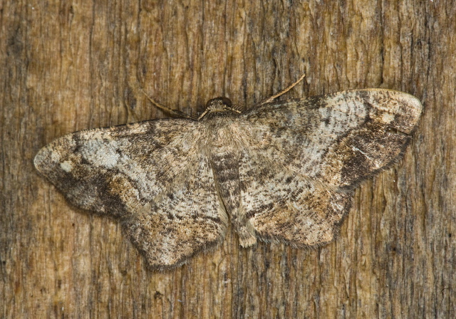 Hypagyrtis sp. Geometridae