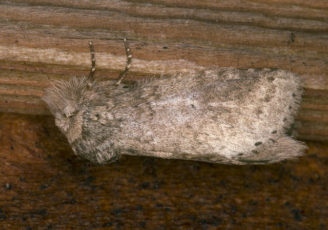 Lochmaeus manteo Notodontidae