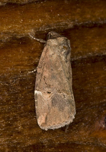 Elaphria versicolor Noctuidae