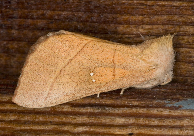 Nadata gibbosa Notodontidae