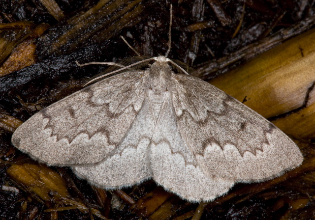 Nepytia canosaria Geometridae