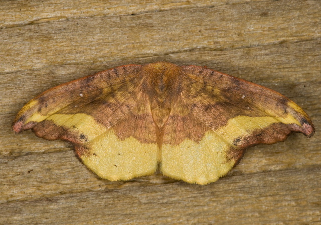 Oreta rosea Drepanidae