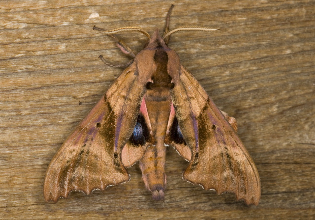 Paonias excaecatus Sphingidae