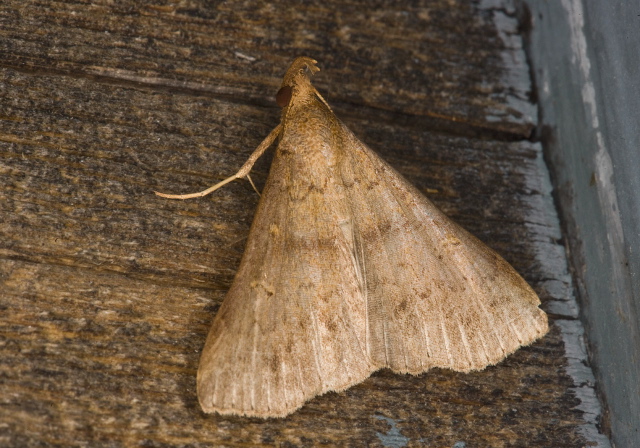 Renia discoloralis? Erebidae