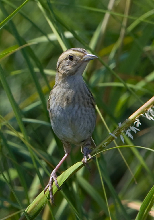 Ammodramus nelsoni Emberizidae