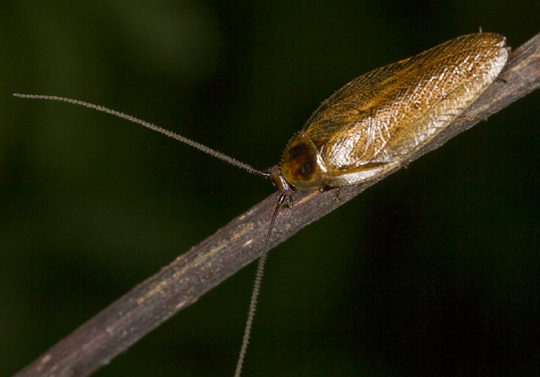 Ectobius lapponicus Ectobiidae