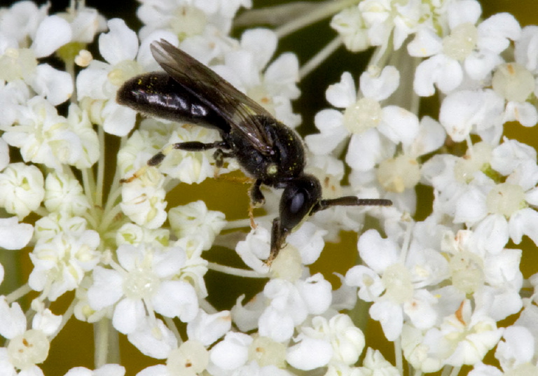 Hylaeus (Hylaeus) mesillae Colletidae